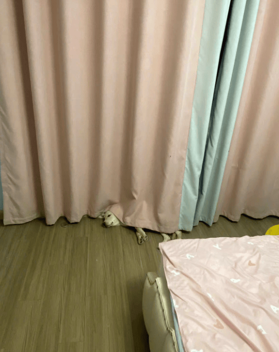 狗子怕冷故意把窗簾蓋在身上，狗：這暗示夠明顯了吧？