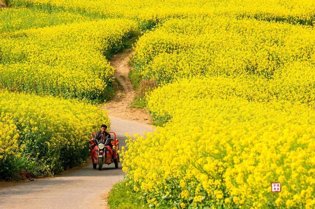 【國際旅遊攝影網】推薦住宿羅平螺絲田旭升客棧