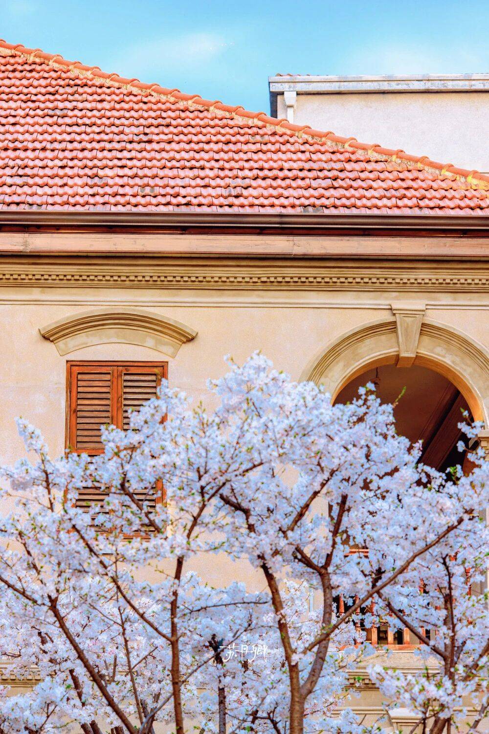 原創武漢賞櫻攻略請收藏！除了武大和東湖，還有這些免費打卡地哦