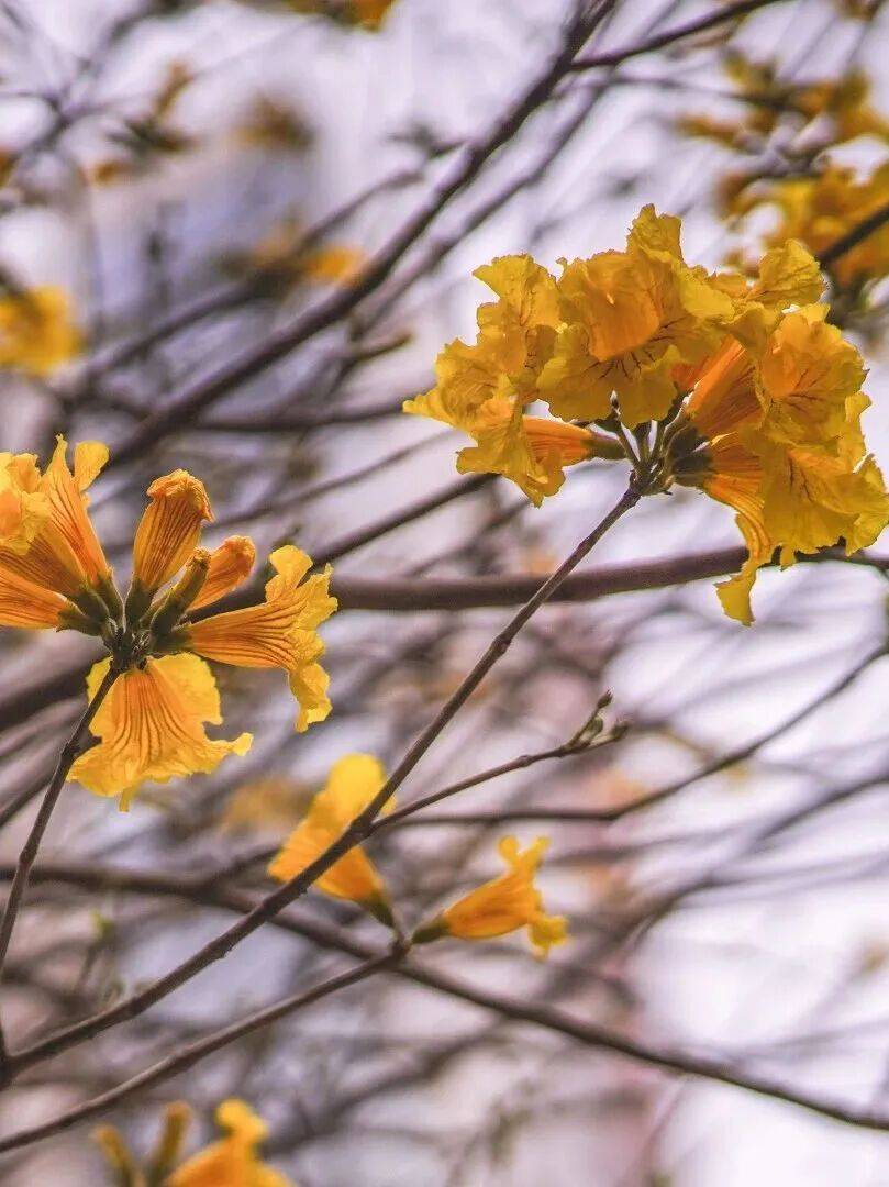 收藏！泉州春日賞花去哪裡？花期+地址全攻略