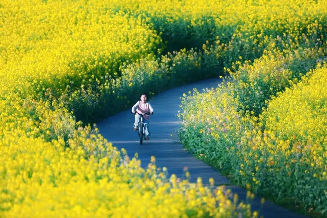 不用跑遠！南京市區及周邊油菜花地圖，收藏出發