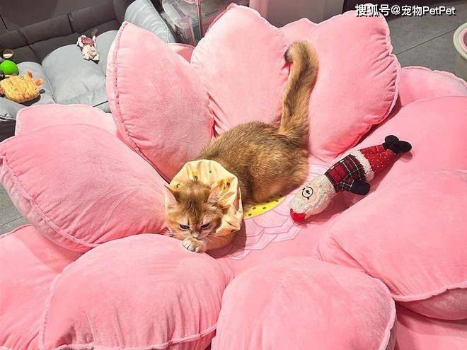 原創花重金買蓮花座貓窩，貓咪卻死活不肯上去：還不如快遞紙箱呢！